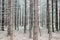 Bald tree trunks in forest in winter