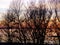 Bald trees and bushes on the lake shore with evening red in the background