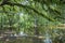 Bald Trees reflecting in the water