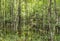 Bald Trees reflecting in the water in a florida swamp on a warm