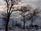 Bald trees in winter landscape.