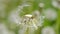 Bald white dandelion closeup