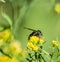 Baldfaced hornet wasp on goldenrod wildflower