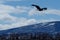 Balding eagle in flight