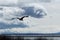 Balding eagle in flight