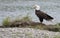 Bale eagle on the shore