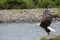 Bale eagle taking flight