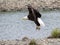 Bale eagle taking flight