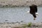 Bale eagle taking flight