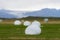 Bale of fodder grass wrapped in white plastic lying on the field in Iceland.