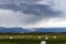 Bale of fodder grass wrapped in white plastic lying on the field in Iceland.