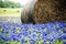 Bale of hay in a bluebonnet field