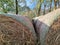 Bale of hay organized in lines.