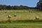 Bale of hays on meadow field
