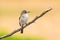 Balearic Spotted Flycatcher - Muscicapa striata balearica, Mallorca.