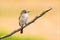 Balearic Spotted Flycatcher - Muscicapa striata balearica, Mallorca