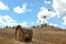 Baled hay field in Chianti area.