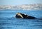 Baleen whale off the coast of South Africa