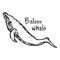 Baleen whale - vector illustration sketch hand drawn with black