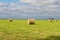 Bales of alfalfa in the field in summer