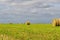 Bales of alfalfa in the field in summer