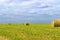 Bales of alfalfa in the field in summer