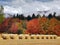 Bales of hay with autumn coloured trees on the background