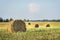 Bales of hay on a chamfered golden field after harvesting grain crops.