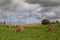 Bales of hay in the country side with dark summer skies.