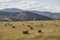 Bales of hay in farmland, central Oregon, USA