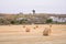 Bales of hay are lying in the field after harvesting wheat. Evening field with bales