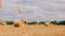 Bales of hay in a wheat field. Bales of hay rolled and ready to be packed in a farmers field in Summer