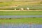 Bales of hay and wild flower fields in the plain of Castelluccio di Norcia. Apennines, Umbria, Italy