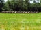 Bales of round hay bales lined up in a row