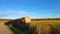 Bales on rural hayfield