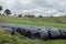Bales of silage, plastic wrapped, in a line across a field , cantabrian landscape, Spain