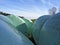 bales of silage wrapped in plastic film