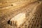 Bales of straw in a field