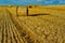 Bales of Straw On A Harvested Grainfield