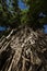 Balete Tree Millenium Tree, a tourist spot near Baler. In Maria Aurora, Aurora, Philippines
