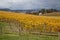 Balgownie Estate Vineyard in Victoria, Australia