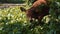 Bali banteng calf eating grass