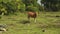 Bali banteng cow standin on meadow in front of trees