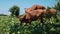 Bali banteng cows eating grass