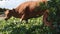 Bali banteng cows eating grass