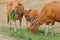 Bali cattle cows and calf - Indonesia