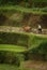 Bali Cows Plow the Rice Terraces.