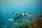 Bali - diving with manta rays