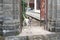 Bali dog guarding his home
