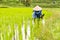 Bali farmers plants rice in the paddy field